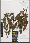 Foto von Salix mielichhoferi Saut.